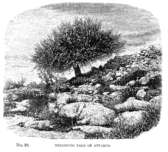 Terebinth Tree on Attarus [p. 273]