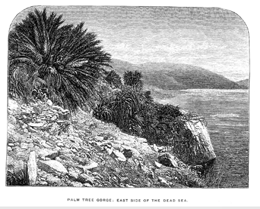 Palm-Trees by the Dead Sea [facing p.356]